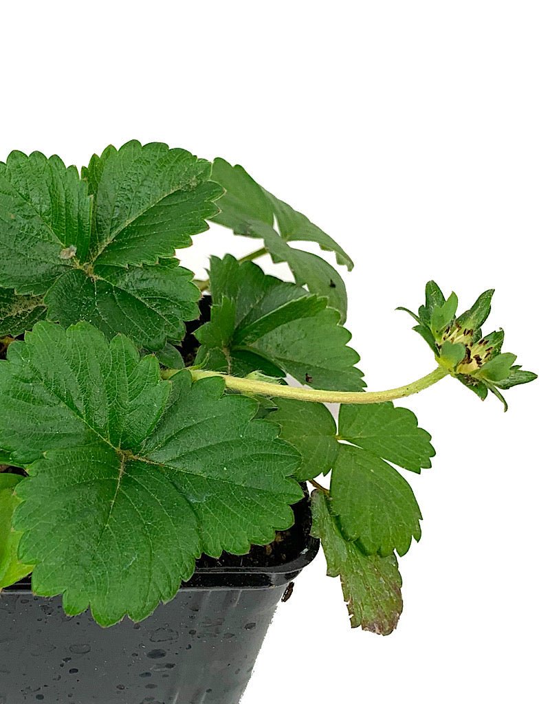 Strawberry 'White Berri Basket' 4 inch - The Garden Corner