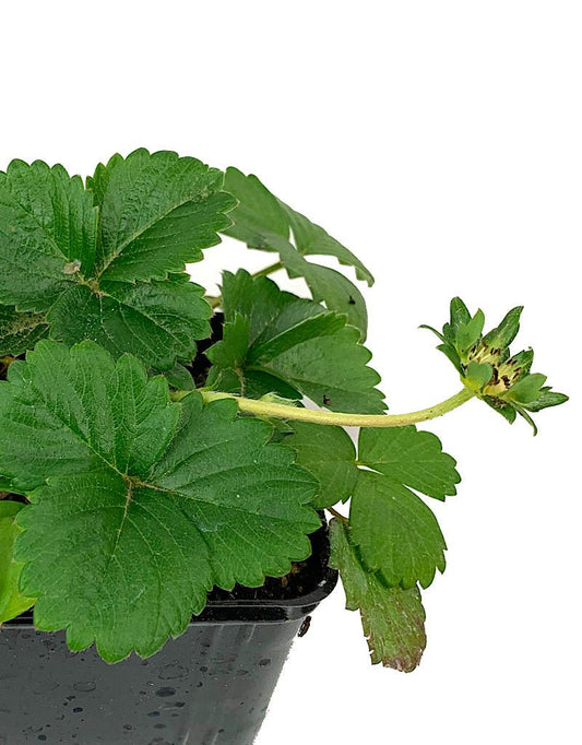 Strawberry 'White Berri Basket' 4 inch - The Garden Corner