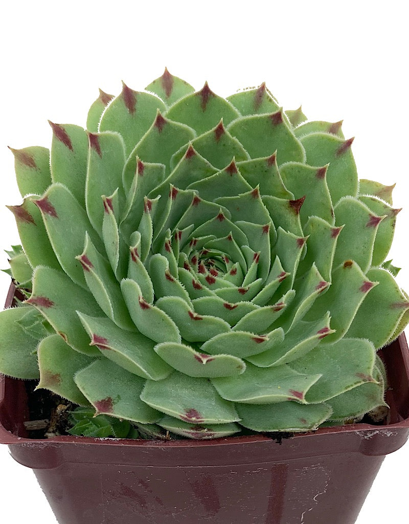 Sempervivum tectorum var. calcareum