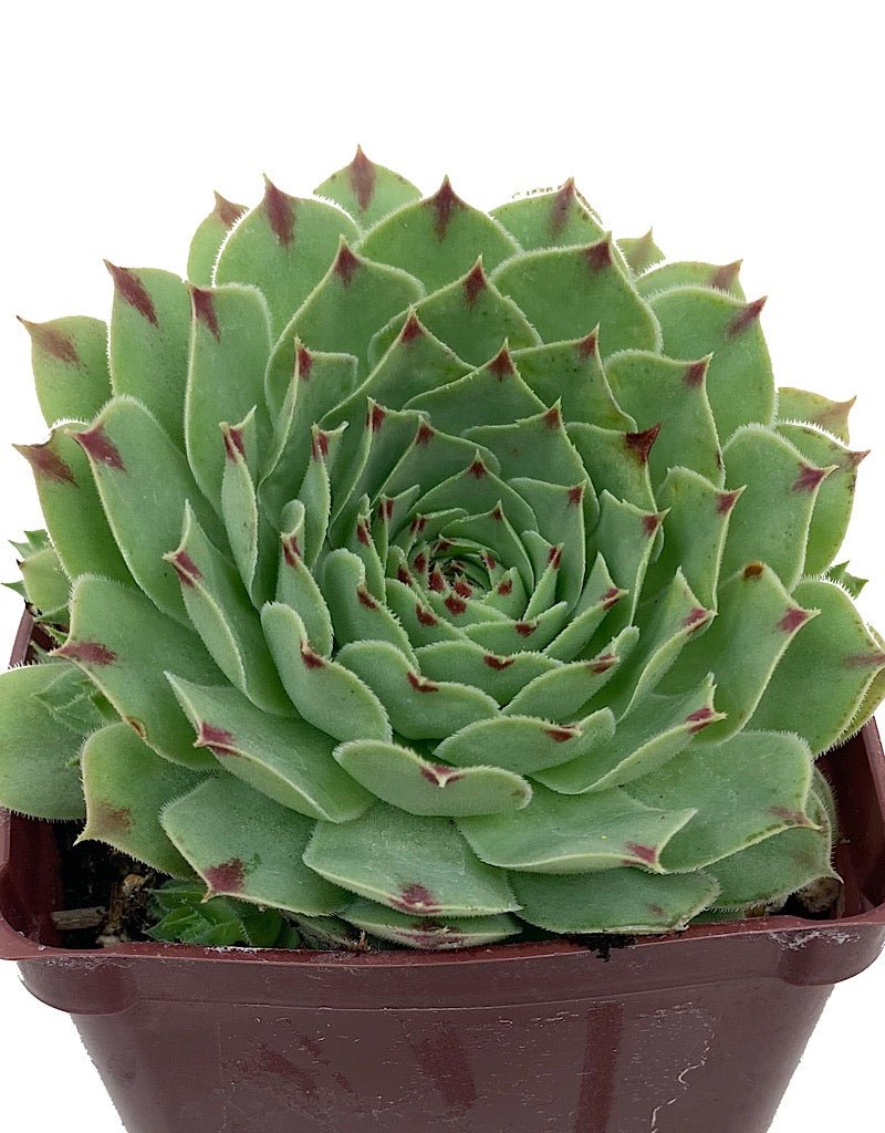 Sempervivum tectorum var. calcareum - The Garden Corner