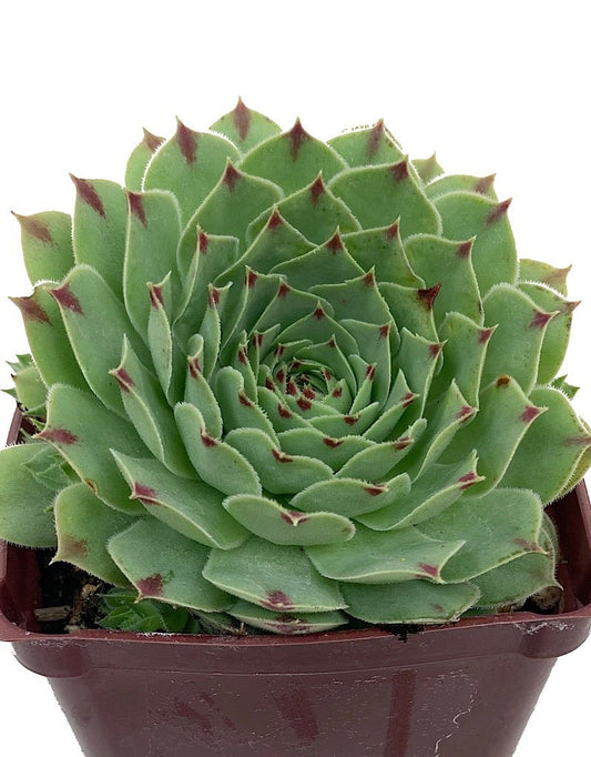 Sempervivum tectorum var. calcareum - The Garden Corner