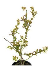 Blueberry 'Duke' - The Garden Corner
