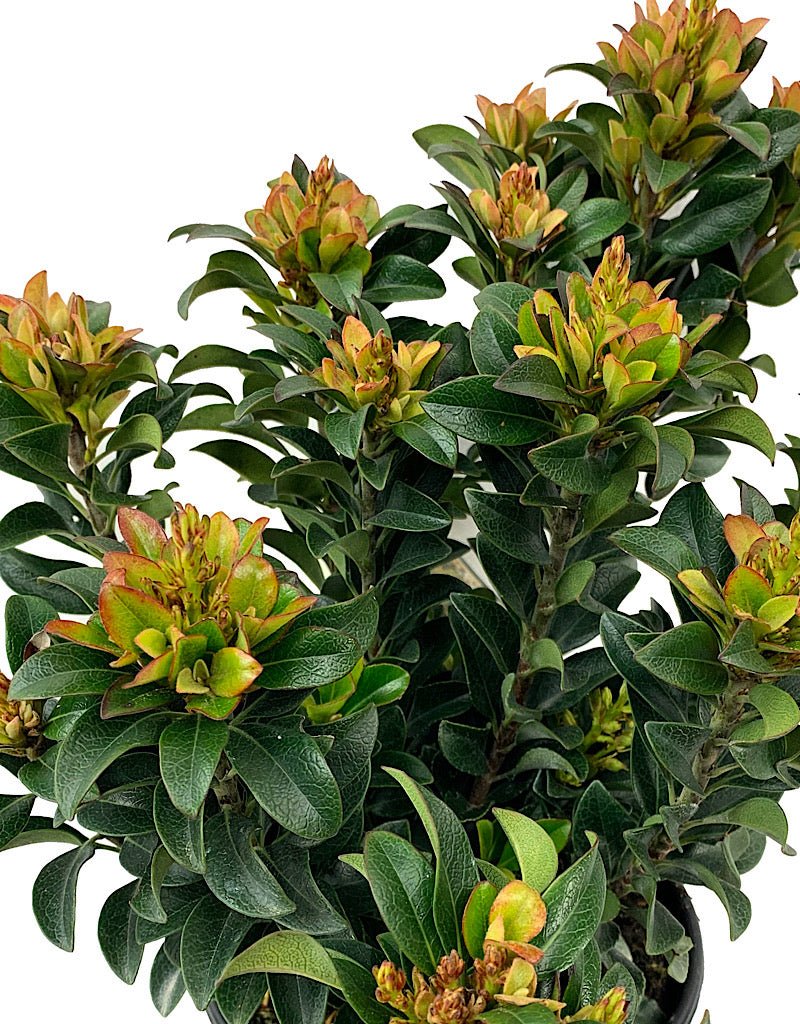 Rhaphiolepis umbellata 'Minor' - The Garden Corner