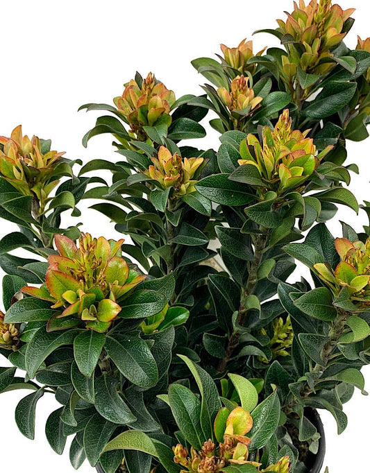 Rhaphiolepis umbellata 'Minor' - The Garden Corner