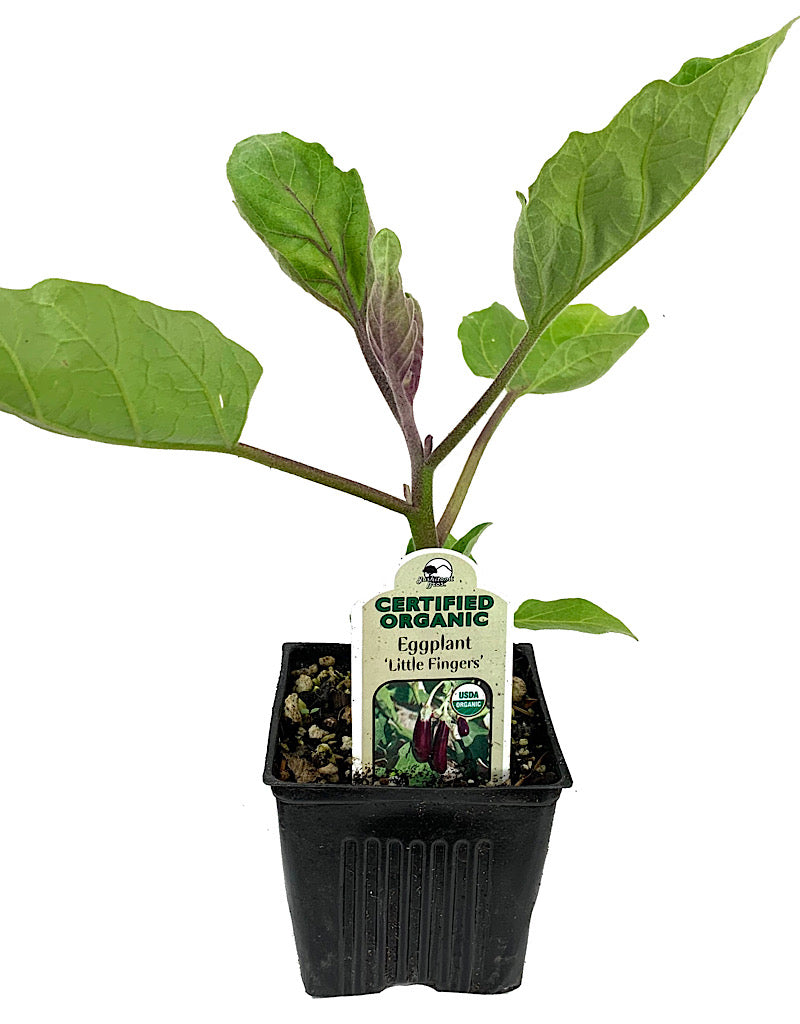 Eggplant 'Little Fingers' 4 inch