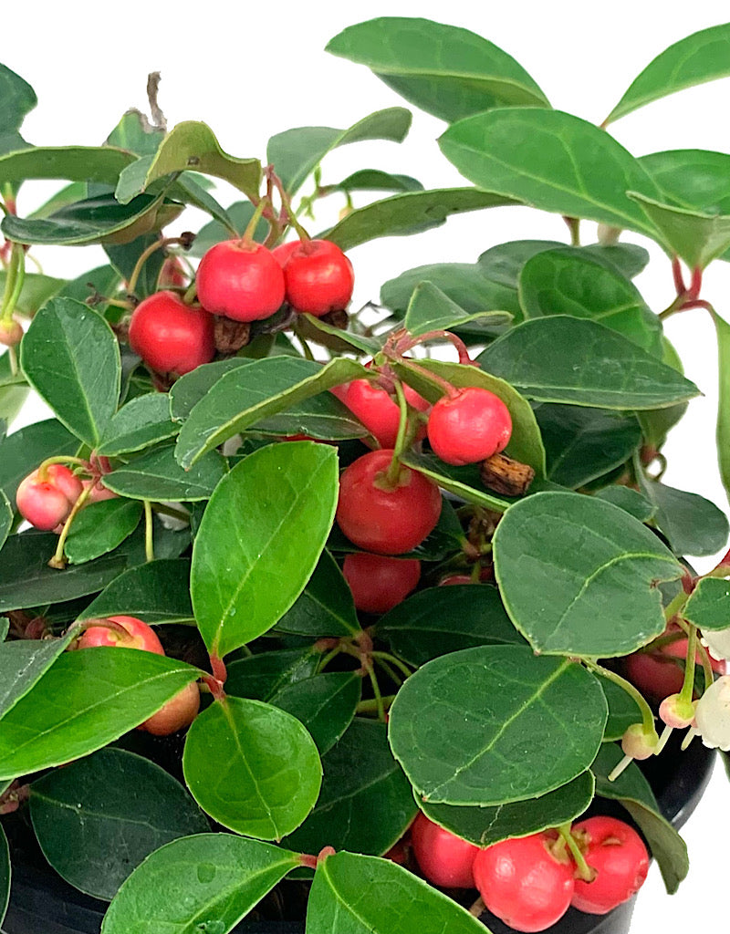 Gaultheria procumbens 'Cherry Berries'