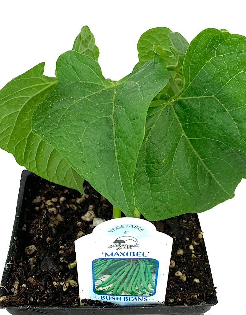 Bush Bean ' Maxibel French Filet' - The Garden Corner