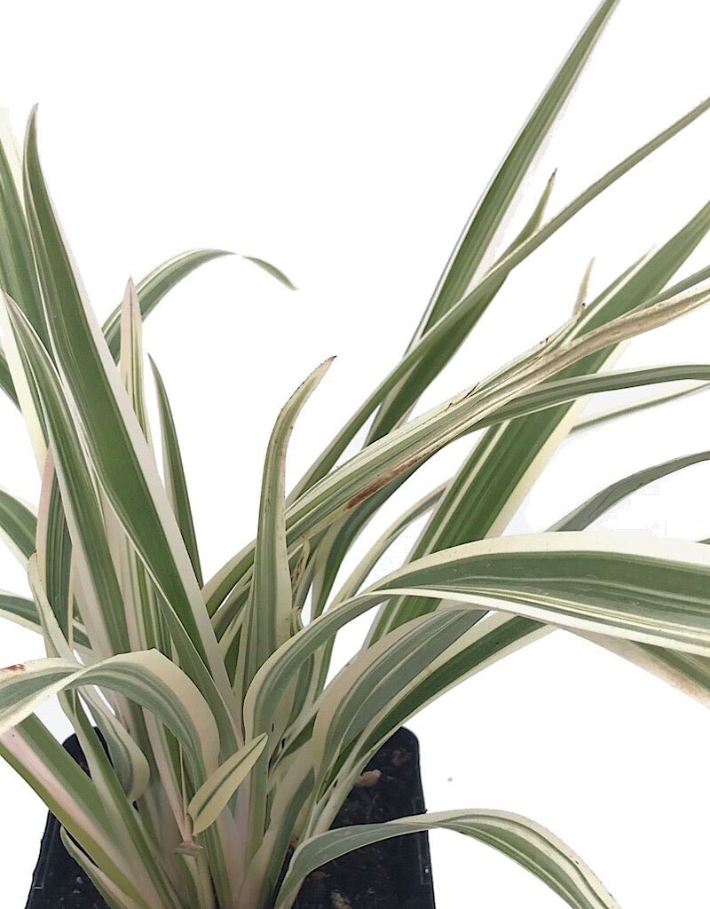 Dianella t. 'Variegata' Quart - The Garden Corner