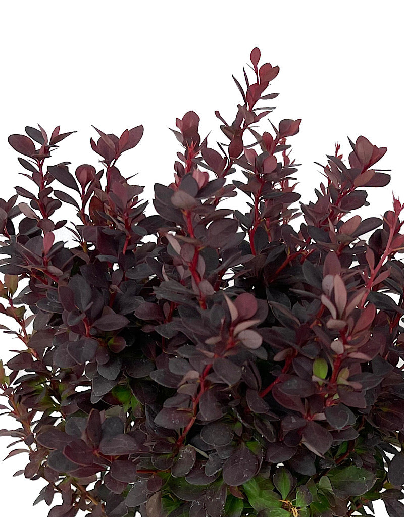 Berberis thunbergii 'Concorde' 1 Gallon