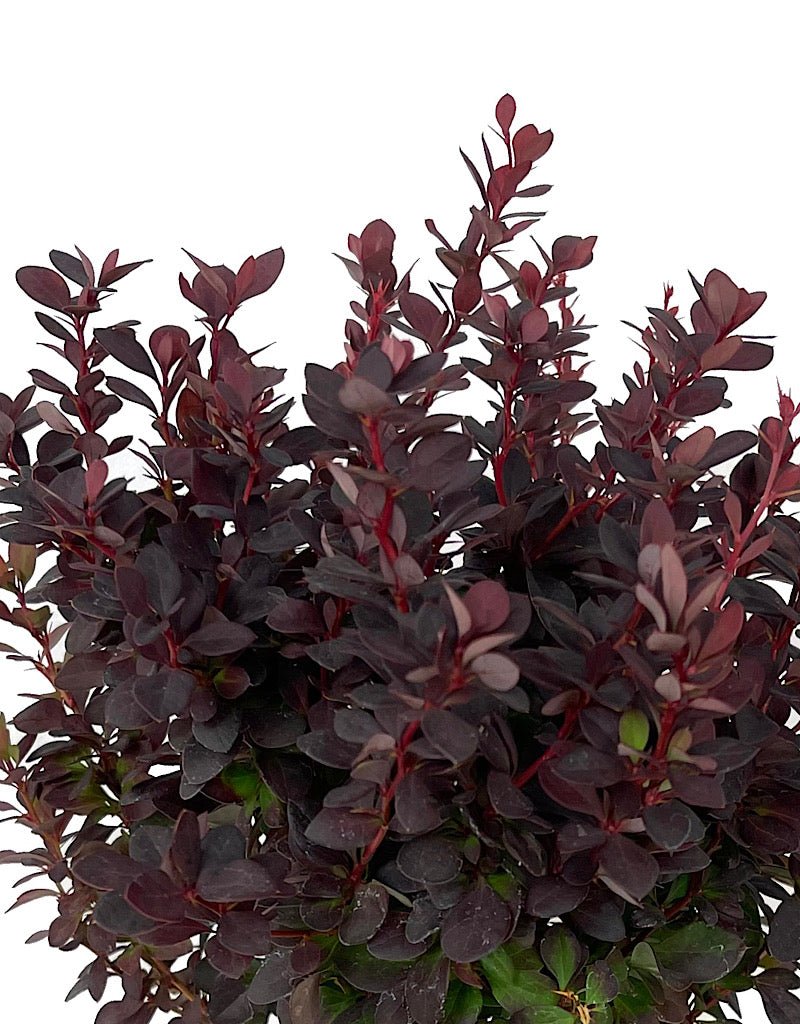 Berberis thunbergii 'Concorde' 1 Gallon - The Garden Corner