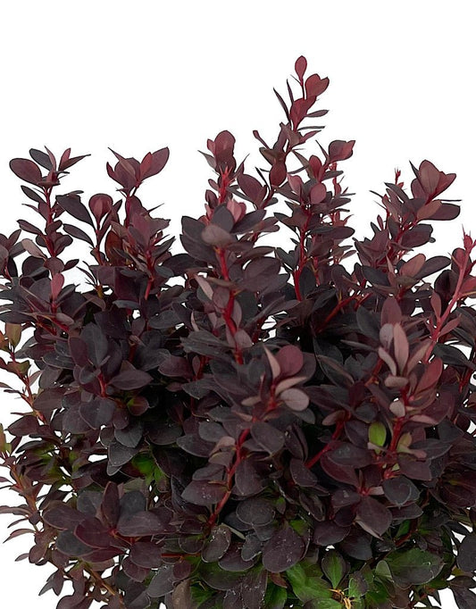 Berberis thunbergii 'Concorde' 1 Gallon - The Garden Corner