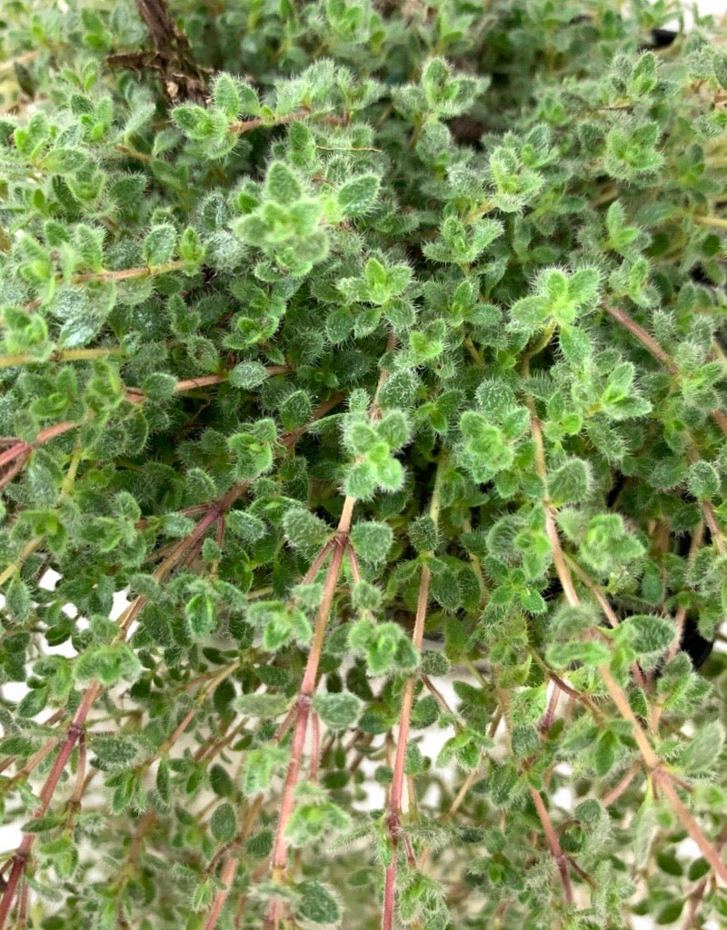 Thymus praecox 'Pseudolanuginosus' - The Garden Corner