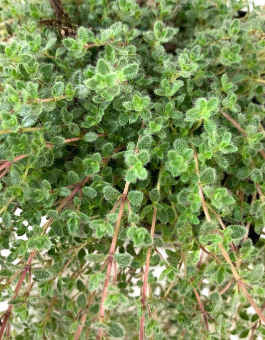 Thymus praecox 'Pseudolanuginosus' - The Garden Corner