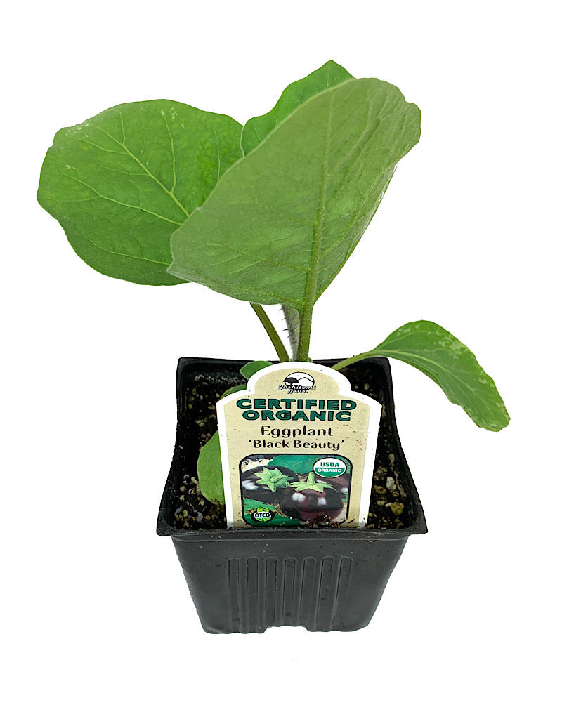 Eggplant €˜Black Beauty' 4 Inch