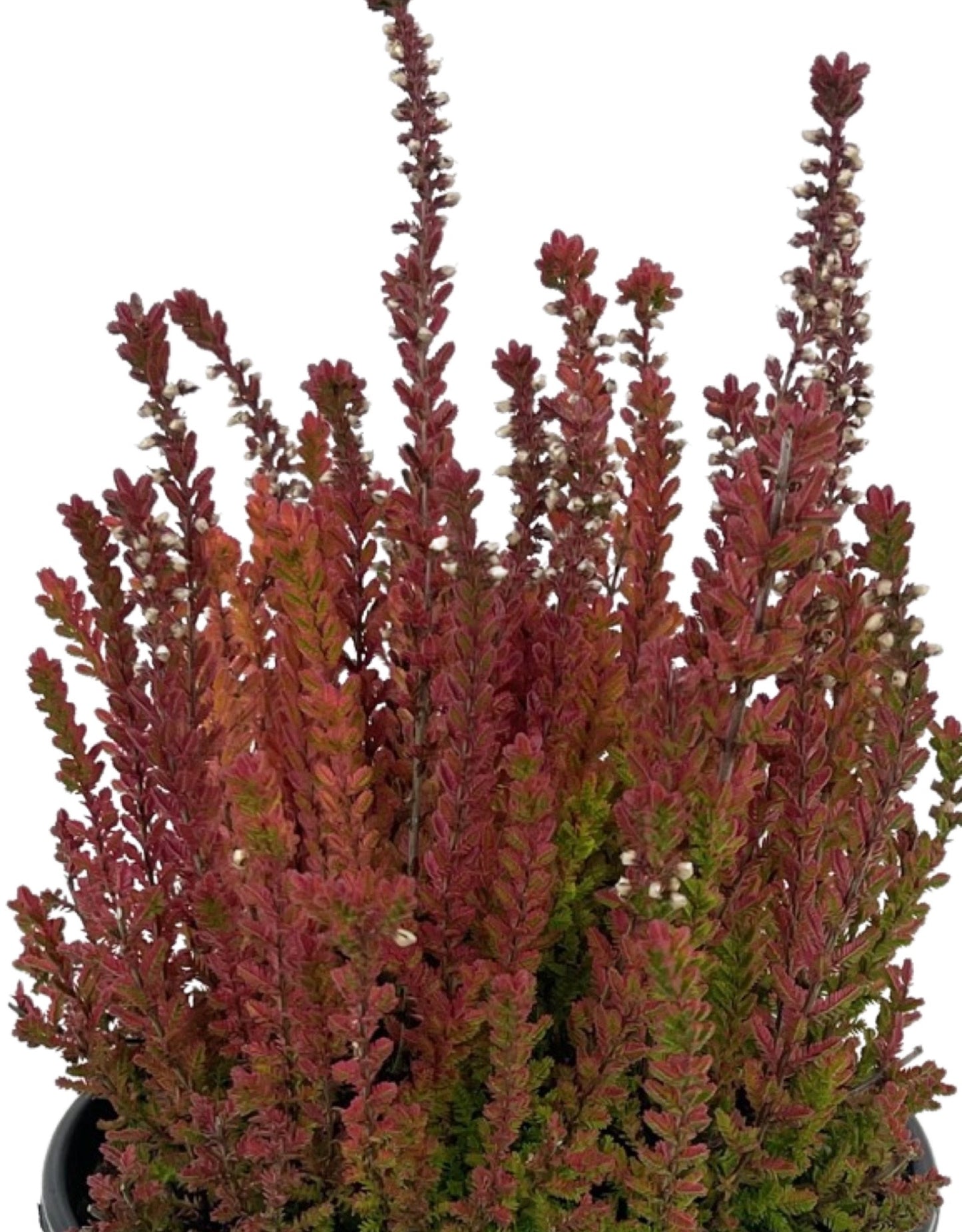 Calluna vulgaris 'Firefly'