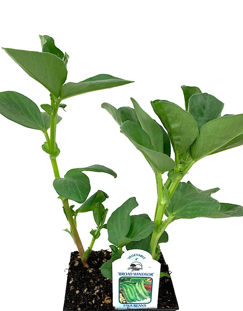 Pole Bean 'Broad Windsor' 4 Inch