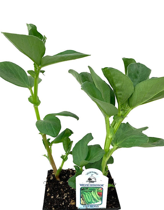 Pole Bean 'Broad Windsor' 4 Inch - The Garden Corner