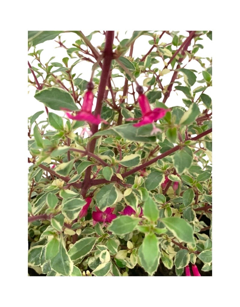 Fuchsia variegata 'Lottie Hobby'