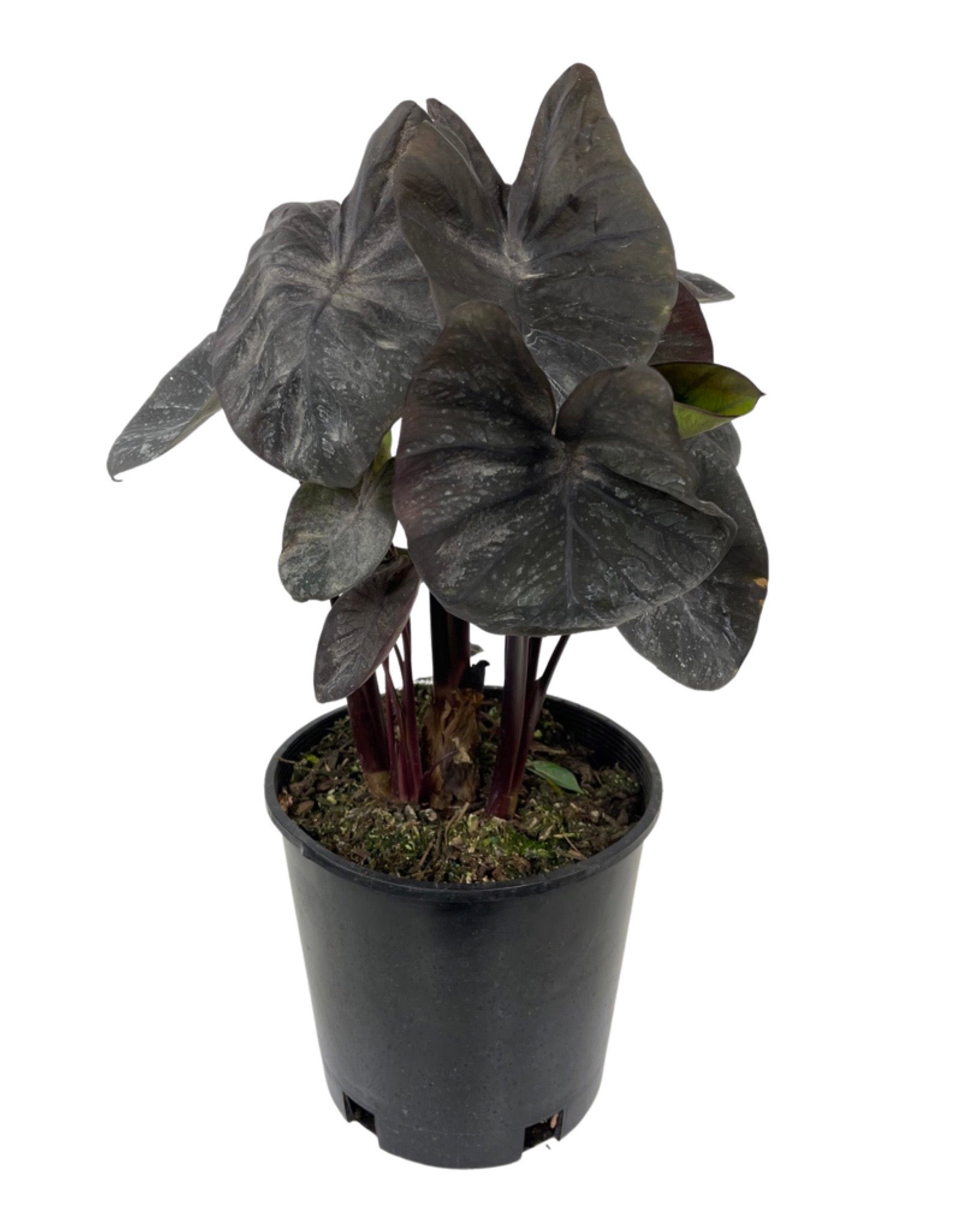 colocasia black coral elephant ear plant Colocasia esculenta 'Black Coral' – The Garden Corner