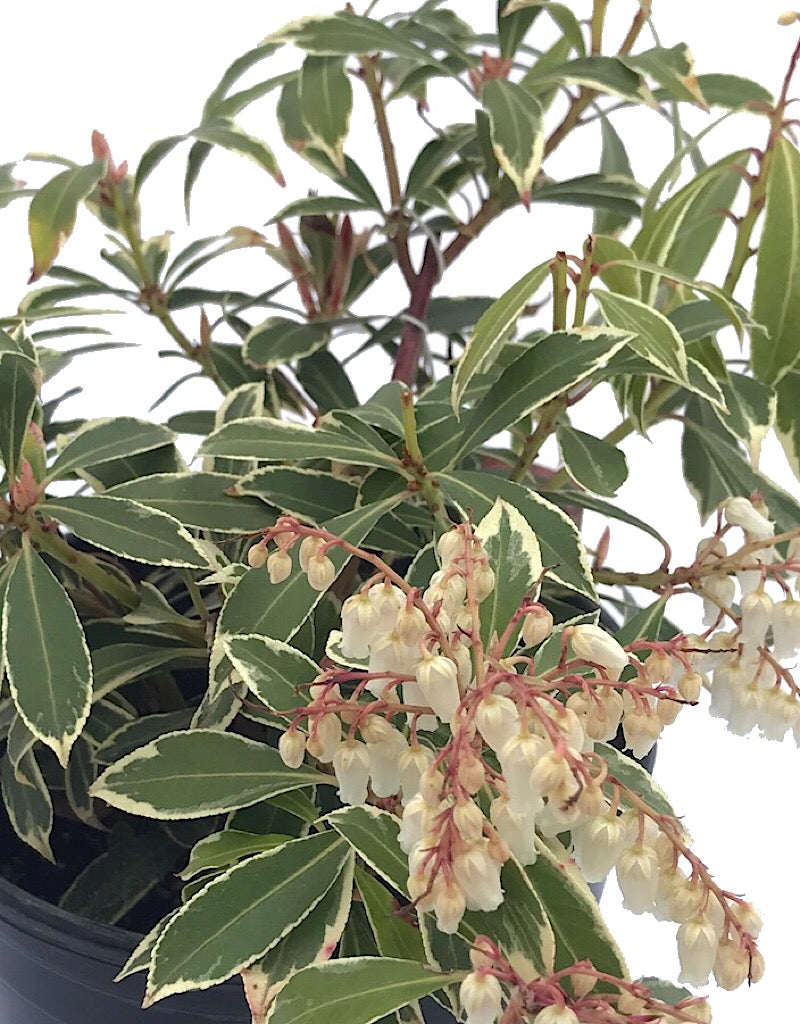 Pieris japonica 'Flaming Silver' 1 Gal