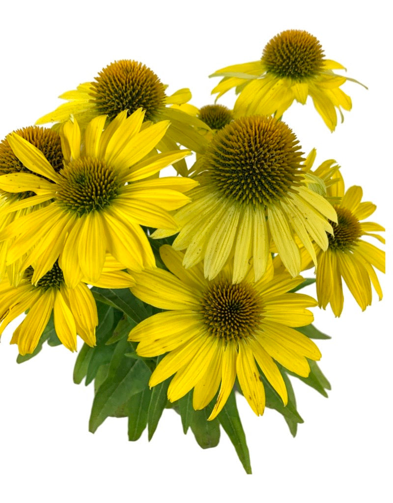 Echinacea 'Sombrero Lemon Yellow'