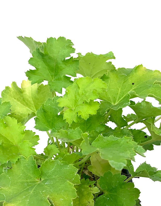Heuchera 'Lime Rickey' 4 Inch - The Garden Corner