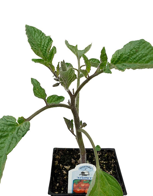 Tomato 'Stupice' - The Garden Corner