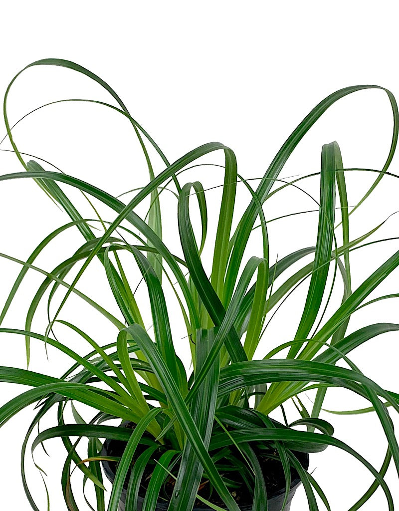 Carex 'Ribbon Falls' Quart