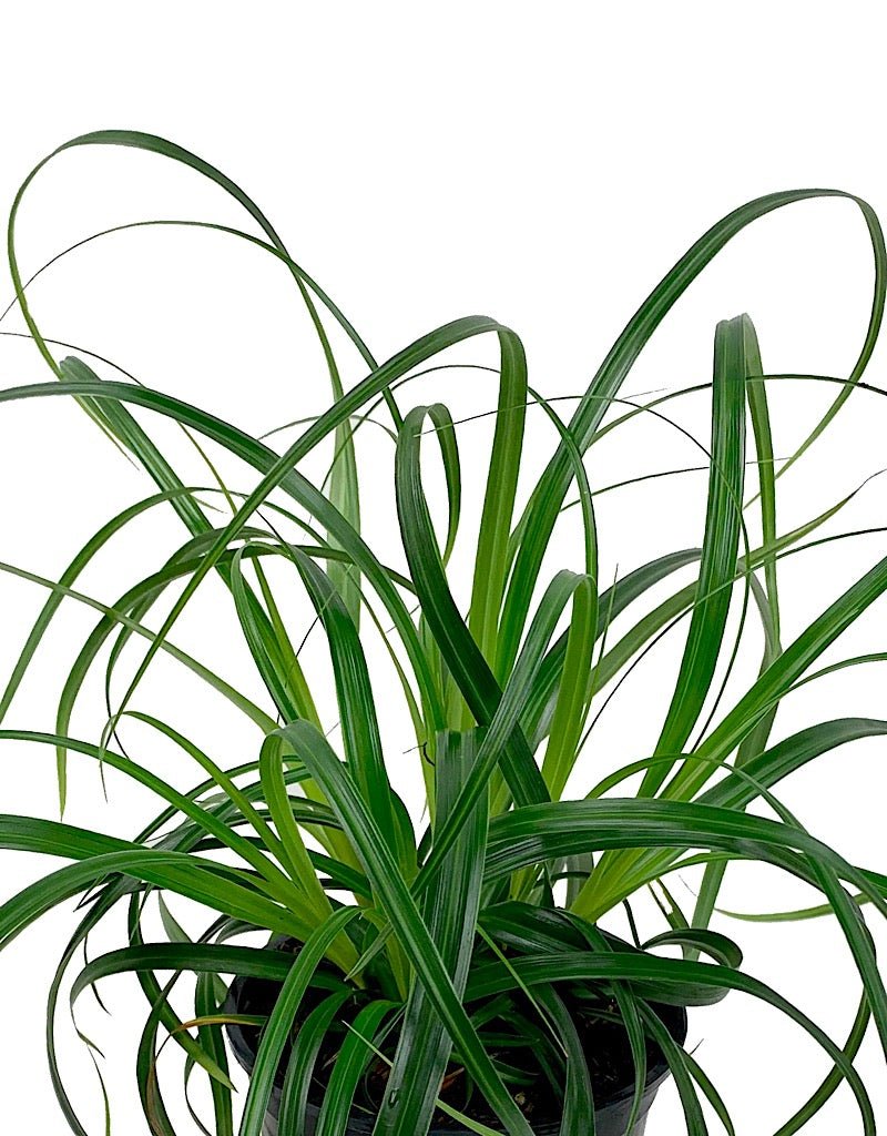 Carex 'Ribbon Falls' Quart - The Garden Corner