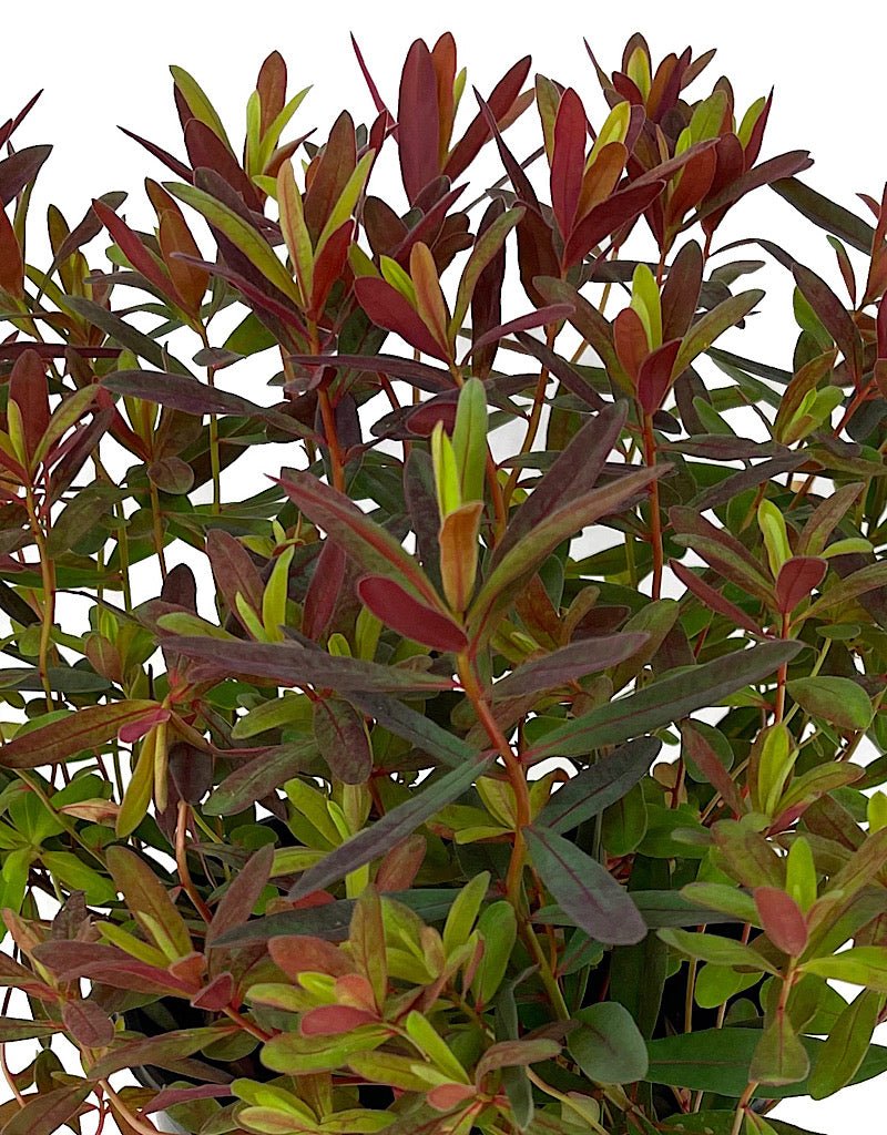Euphorbia 'Bonfire' 1 Gallon - The Garden Corner