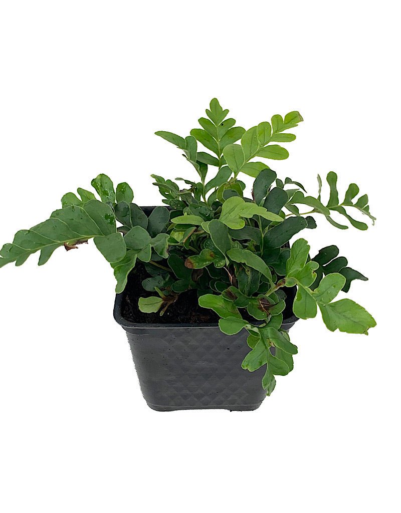 Polypodium scouleri - The Garden Corner