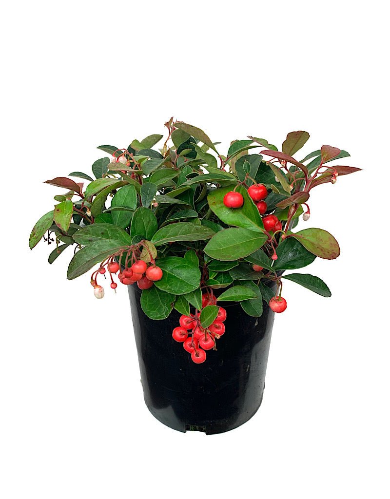 Gaultheria procumbens 'Cherry Berries' - The Garden Corner