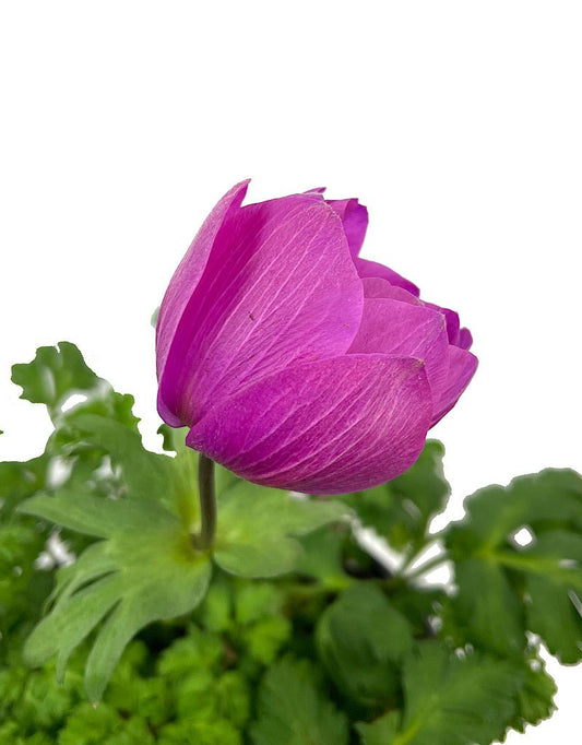 Anemone 'Harmony Orchid' Quart - The Garden Corner