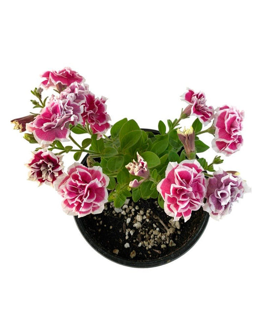 Petunia 'Pink Diamond' - The Garden Corner