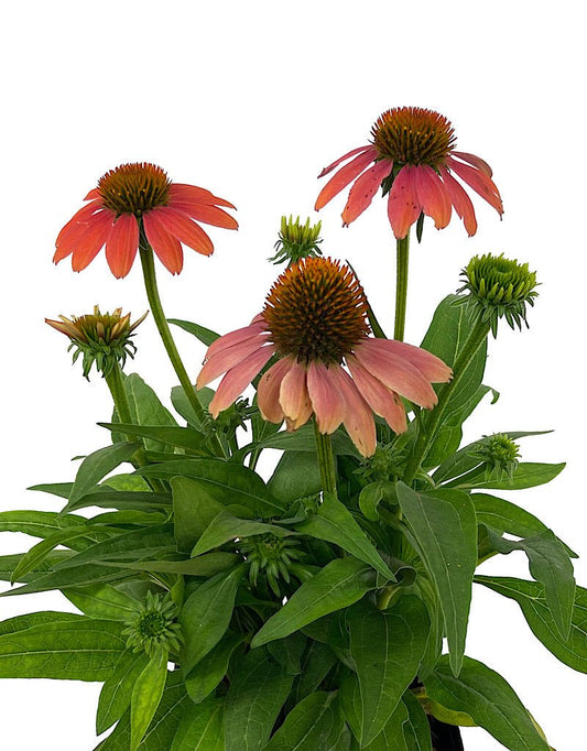 Echinacea 'Sombrero Poco Hot Coral' 1 Gallon - The Garden Corner
