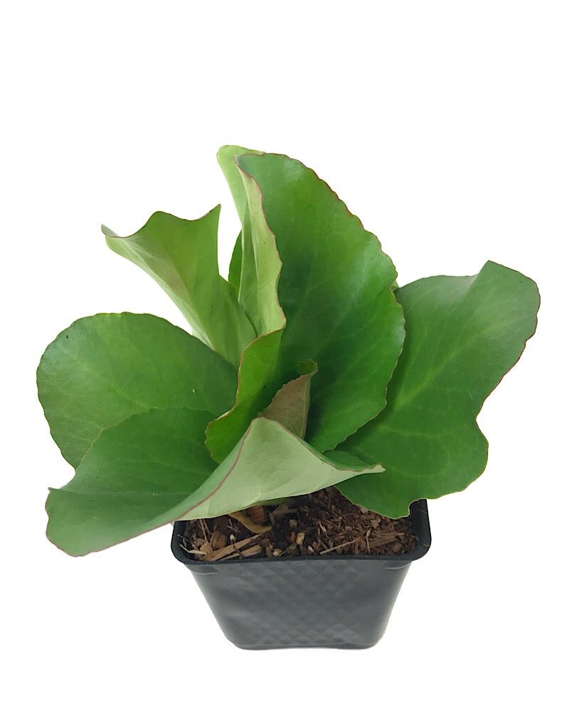 Bergenia 'Winter Glow' - Perennials