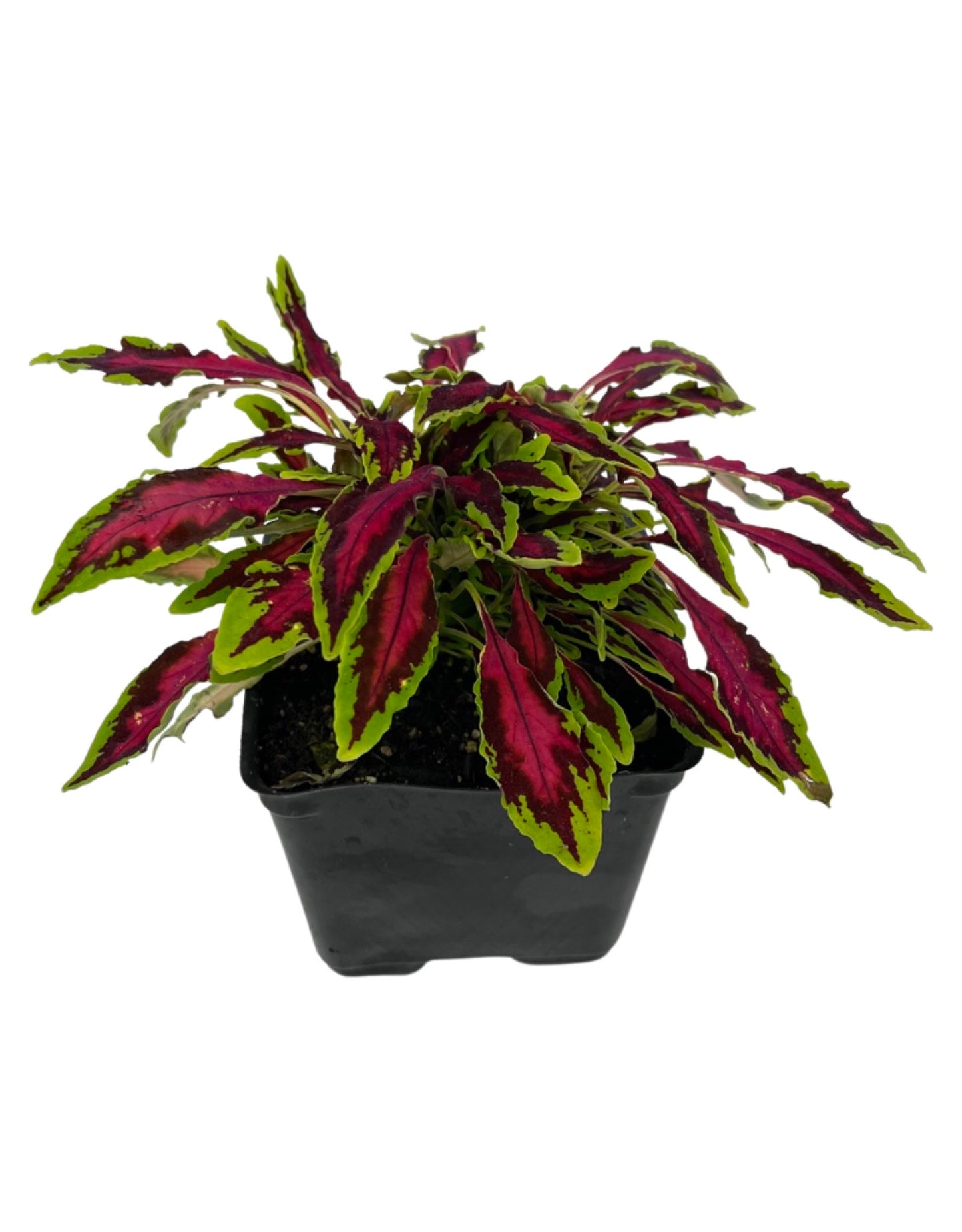 Coleus 'Spitfire'