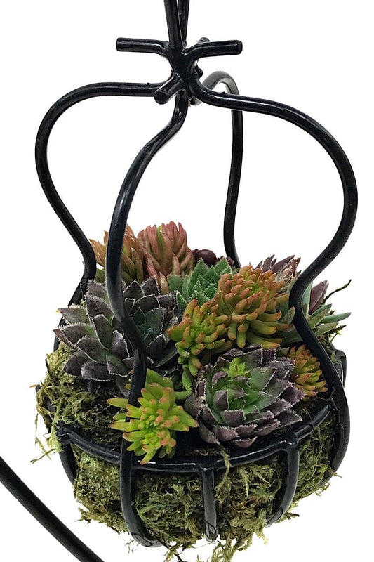 Our Smallest Hanging Basket - The Garden Corner