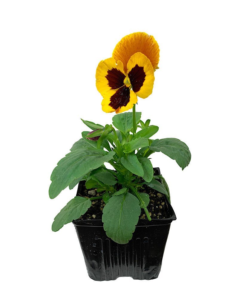 Pansy - Seasonal Plant