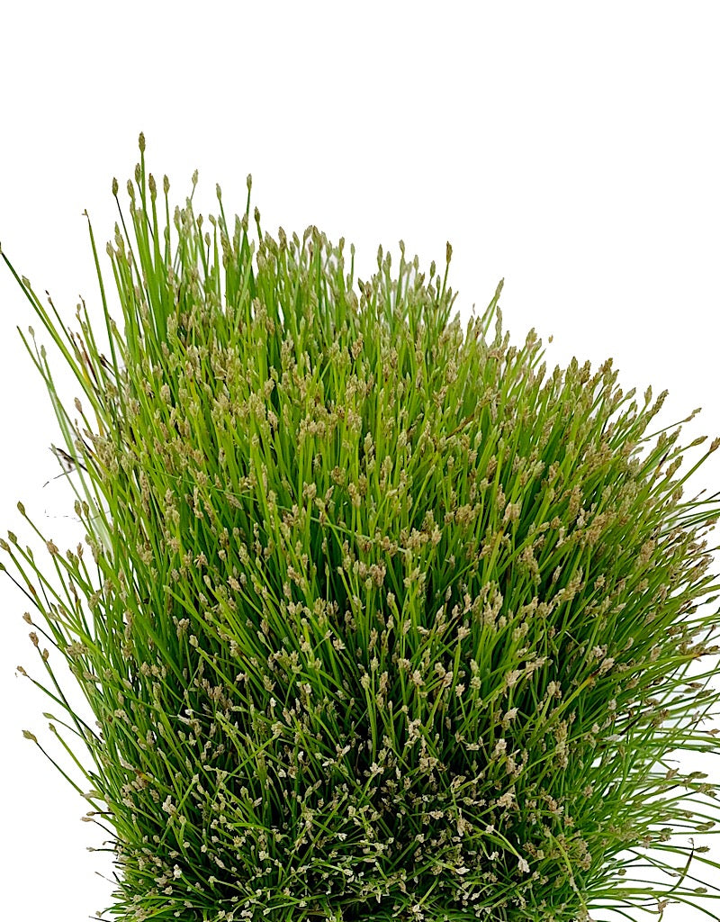 Eleocharis radicans 4 inch