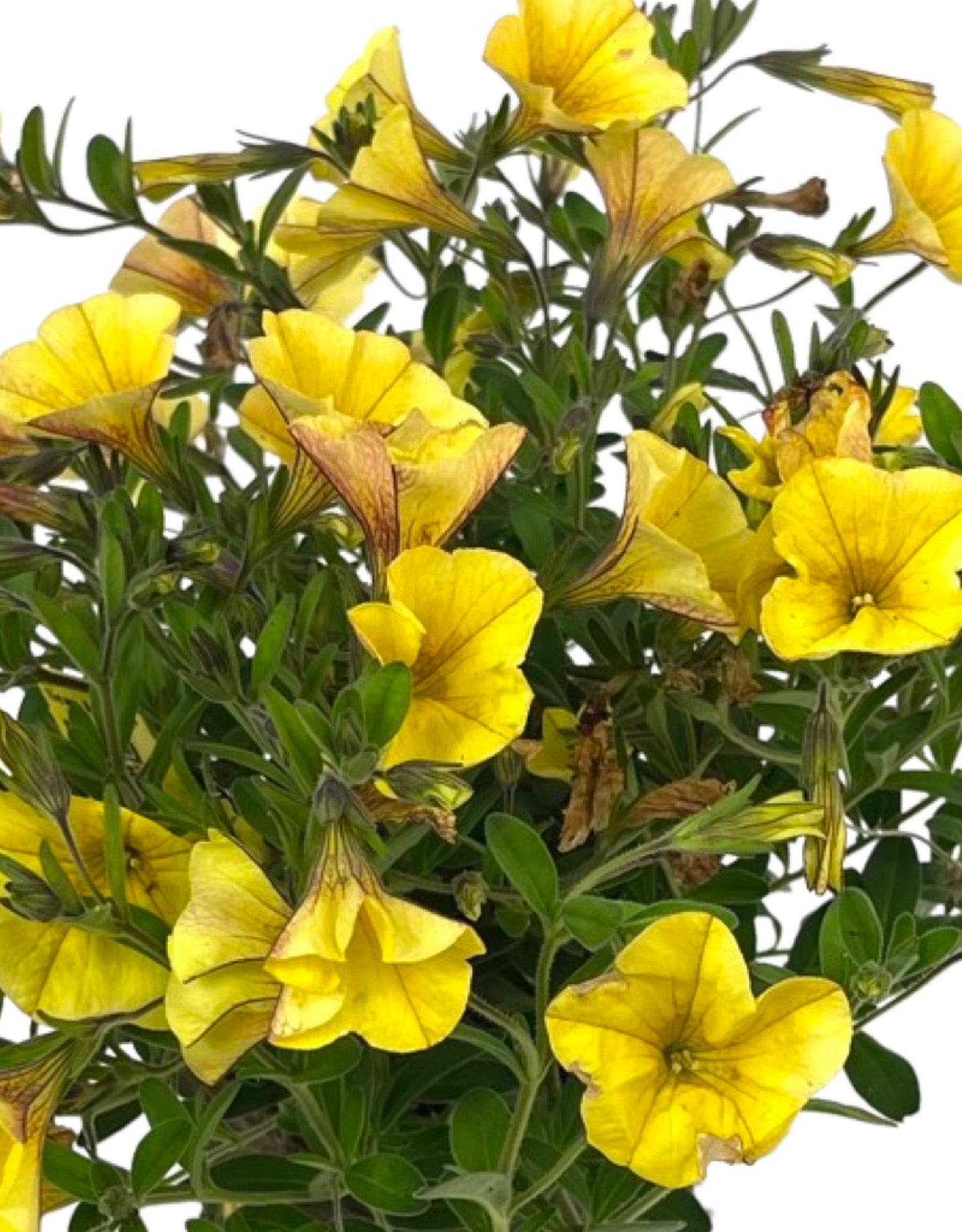 Calibrachoa 'Bloomtastic Yellow' - The Garden Corner