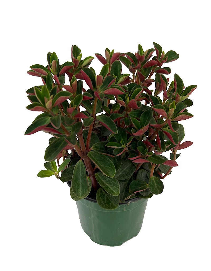 Peperomia verticillata 'Double Duty' - The Garden Corner