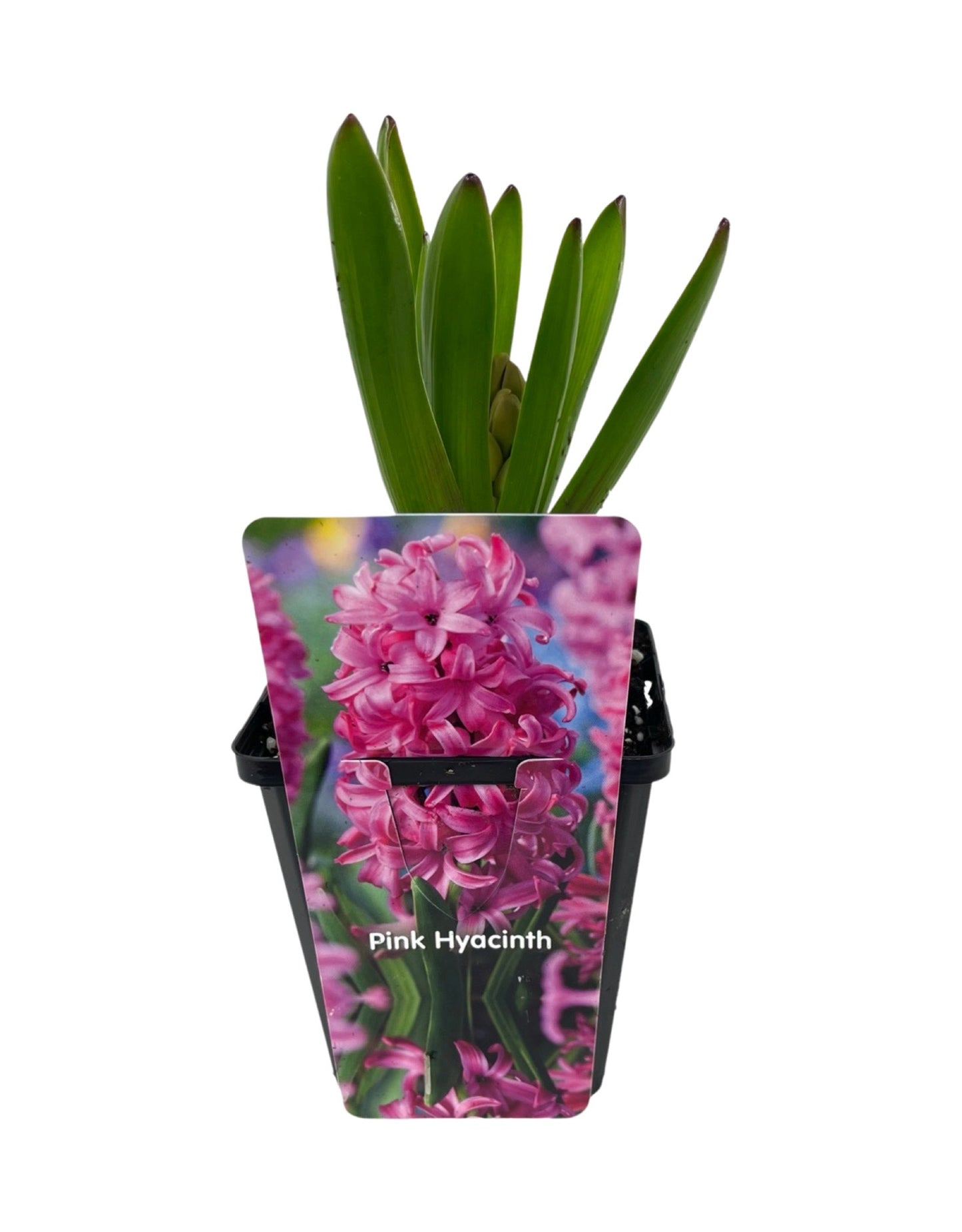 Hyacinthus orientalis - The Garden Corner