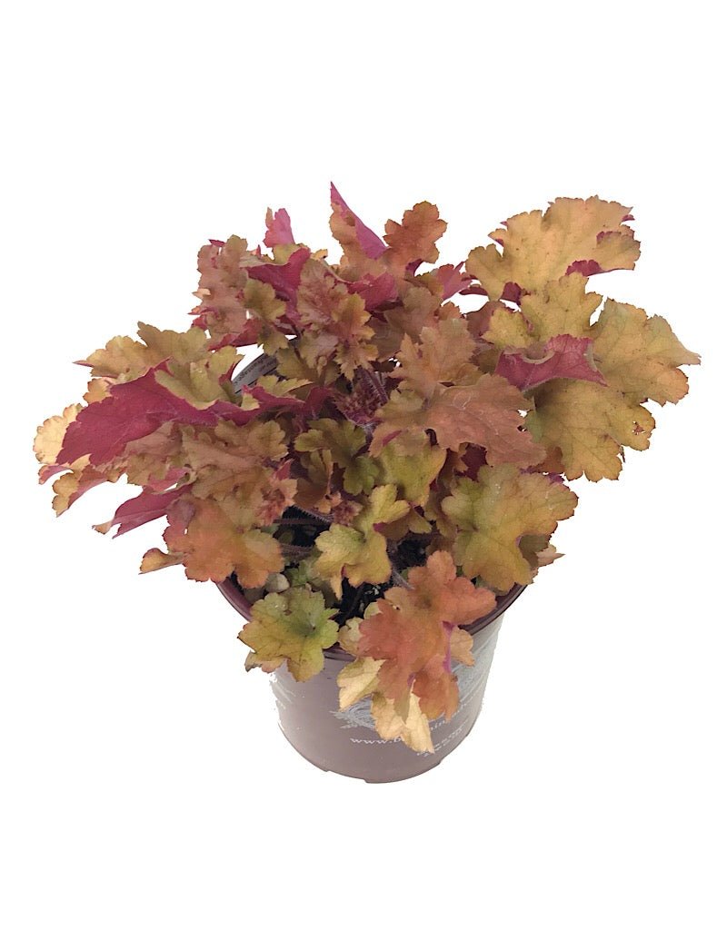 Heuchera 'Marmalade' - The Garden Corner