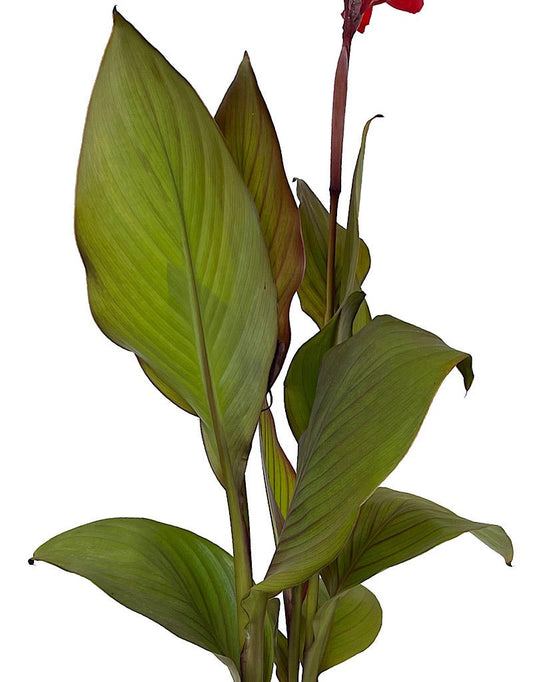 Canna 'Cannova Bronze Scarlet' 1 Gallon - The Garden Corner