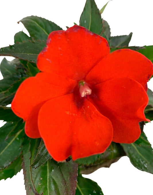 Sunpatiens 'Compact Electric Orange' - The Garden Corner