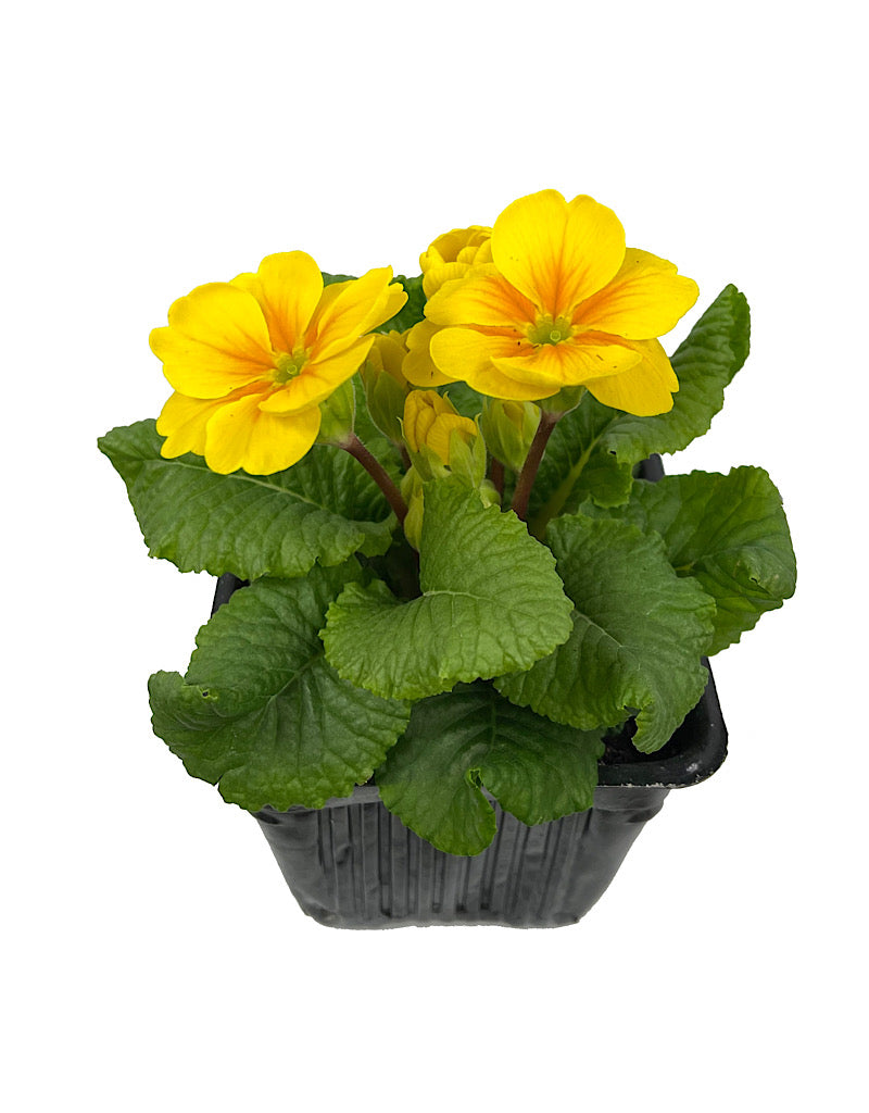 Primrose