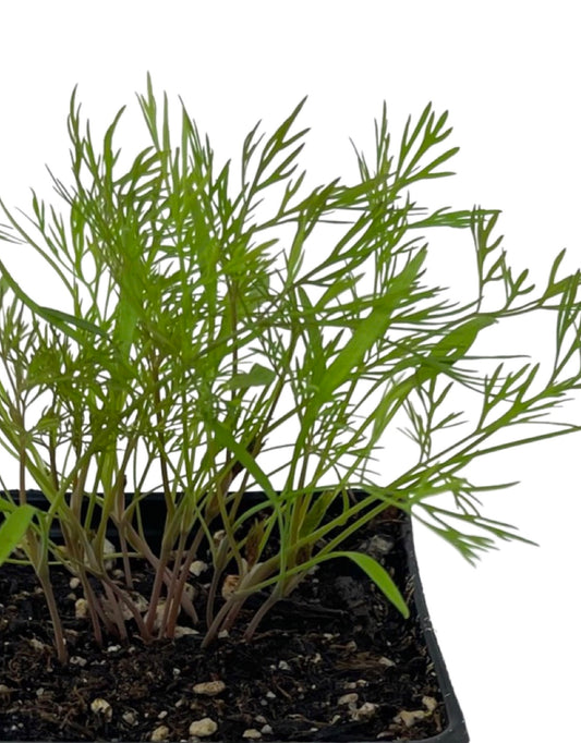 Dill - The Garden Corner