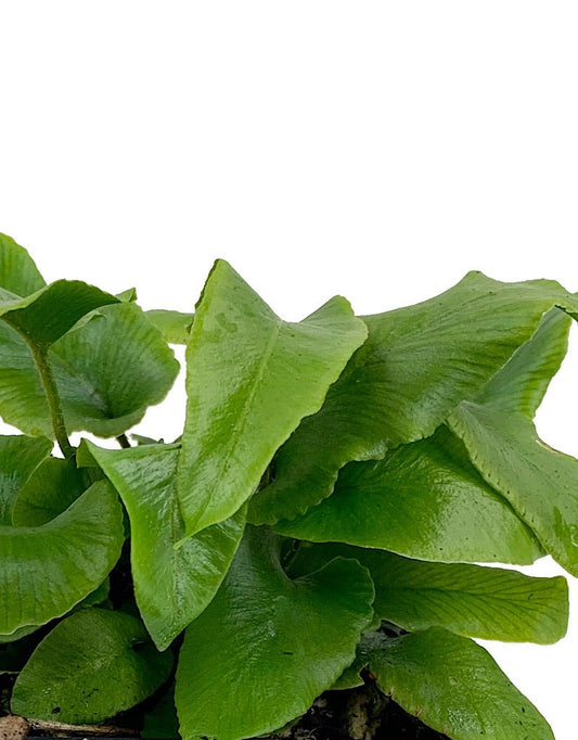 Pyrrosia Lingua €˜Yabane Fu 4 Inch - The Garden Corner