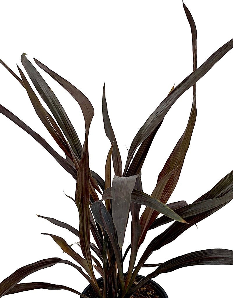 Cordyline australis 'Renegade' Quart - The Garden Corner